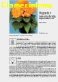 Begonia tuberhybrida Scheda di coltivazione 