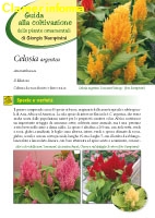 Celosia argentea - II Edizione 2012 - Scheda di coltivazione 