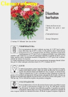 Dianthus barbatus - Scheda di coltivazione 