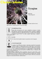 Eryngium alpinum Scheda di coltivazione 
