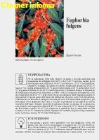 Euphorbia fulgens - Scheda di coltivazione 
