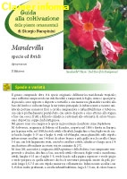 Mandevilla specie ed ibridi - II Edizione 2012 - Scheda di coltivazione 