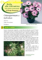 Osteospermum III ed 2013