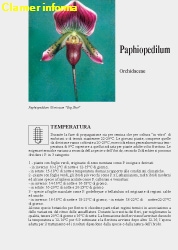Paphiopedilum - Scheda di coltivazione 