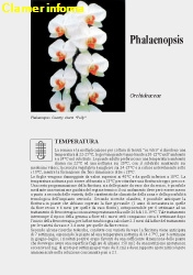 Phalaenopsis - Scheda di coltivazione 