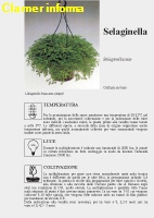 Selaginella Scheda di coltivazione 