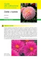 Dahlia x hybrida III edizione - Scheda di coltivazione