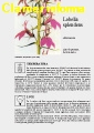 Lobelia splendens - Scheda di coltivazione