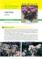 Aster ibridi da reciso e vaso fiorito - Scheda di coltivazione