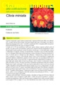 Clivia miniata II edizione coltura da vaso fiorito - Scheda di coltivazione