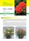 Rosa x hybrida III edizione (coltura da vaso fiorito) - Scheda di coltivazione