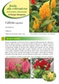 Celosia argentea - II Edizione 2012 - Scheda di coltivazione