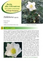 Helleborus spp II edizione - Elleboro - Rosa di Natale