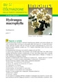 Hydrangea macrophylla (Ortensia) - Scheda di coltivazione