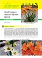 Ornithogalum dubium e altre specie - Scheda di coltivazione