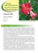 Mandevilla specie ed ibridi - II Edizione 2012 - Scheda di coltivazione
