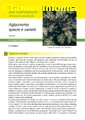 Aglaonema specie II edizione - Scheda di coltivazione