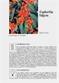 Euphorbia fulgens - Scheda di coltivazione