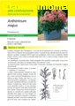 Anthirrinum majus II Edizione (Bocca di leone) coltura da vaso fiorito e da reciso - Scheda di coltivazione