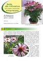 Echinacea specie e varietà Edizione 2012 - Scheda di coltivazione