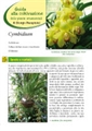 Cymbidium - II Edizione 2014 - Scheda di coltivazione