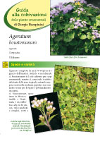 Ageratum houstonianum - II Edizione 2013 - Scheda di coltivazione