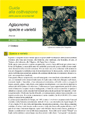 Aglaonema specie II edizione - Scheda di coltivazione