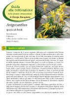 Anigozanthos specie ed ibridi – II Edizione 2012 - Scheda di coltivazione