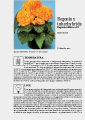 Begonia tuberhybrida Scheda di coltivazione