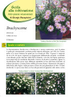 Brachyscome - II Edizione 2013 - Scheda di coltivazione
