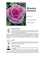 Brassica oleracea - Cavolo ornamentale - Scheda di coltivazione