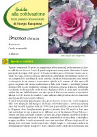 Brassica oleracea - II Edizione 2012 - Scheda di coltivazione