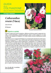 Catharanthus roseus -VINCA - I e II Edizione - Scheda di coltivazione