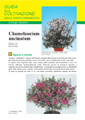 Chamelaucium uncinatum (fiore di cera) - Scheda di coltivazione
