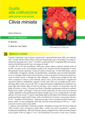 Clivia miniata II edizione coltura da vaso fiorito - Scheda di coltivazione