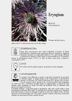 Eryngium alpinum Scheda di coltivazione