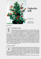 Euphorbia milii Euphorbia lomii - Scheda di coltivazione