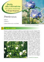 Freesia hybrida - II Edizione 2012 - Scheda di coltivazione