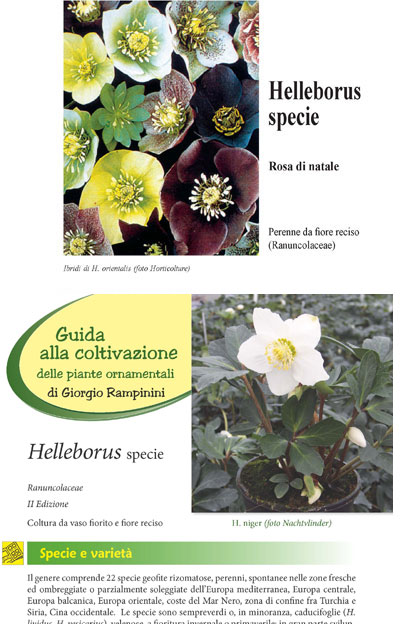 Helleborus spp completo I + II edizione - Elleboro - Rosa di Natale