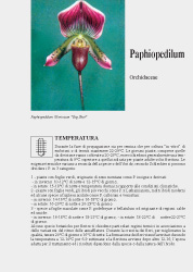 Paphiopedilum - Scheda di coltivazione