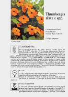 Thumbergia alata - Scheda di coltivazione