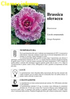 Brassica oleracea - Cavolo ornamentale - Scheda di coltivazione 