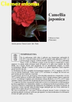 Camellia japonica Scheda di coltivazione completa