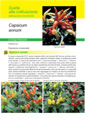 Capsicum annum (peperoncino) - Scheda di coltivazione